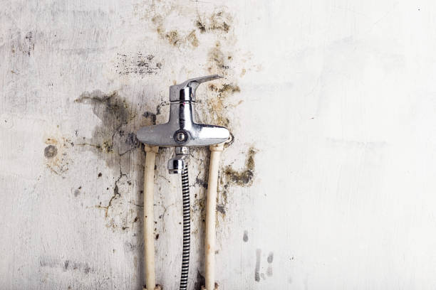 Best Home Mold Removal  in New Bedford, PA