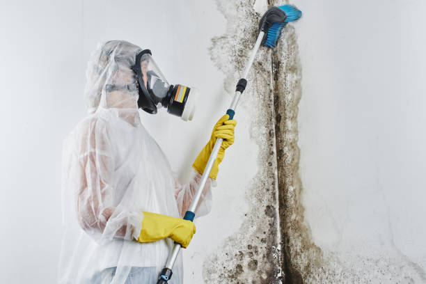 Mold Testing and Removal in New Bedford, PA