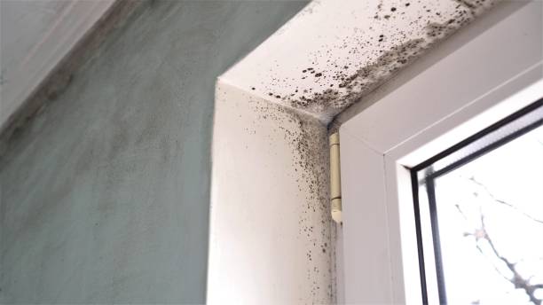 Best Mold Testing  in New Bedford, PA