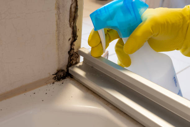 Reliable New Bedford, PA Mold Removal Solutions