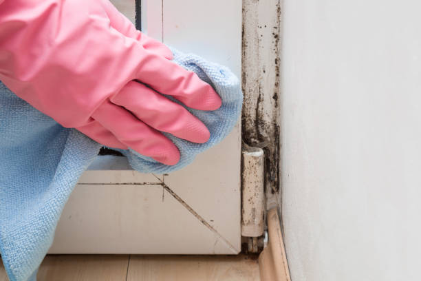 Best Mold Remediation Services  in New Bedford, PA